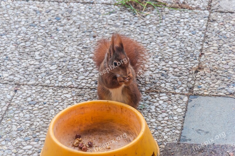 Squirrel Food Nature Rodent Possierlich