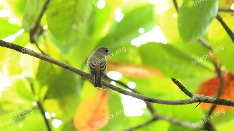 Bird Avian Flycatcher Sitting Cute