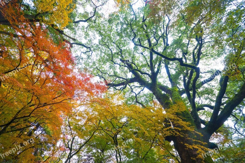 Autumnal Leaves Autumn The Fall Colors Leaf Wood