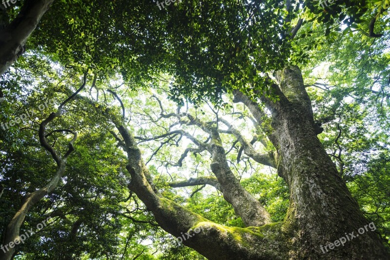 Natural Green Wood Summer Beautiful