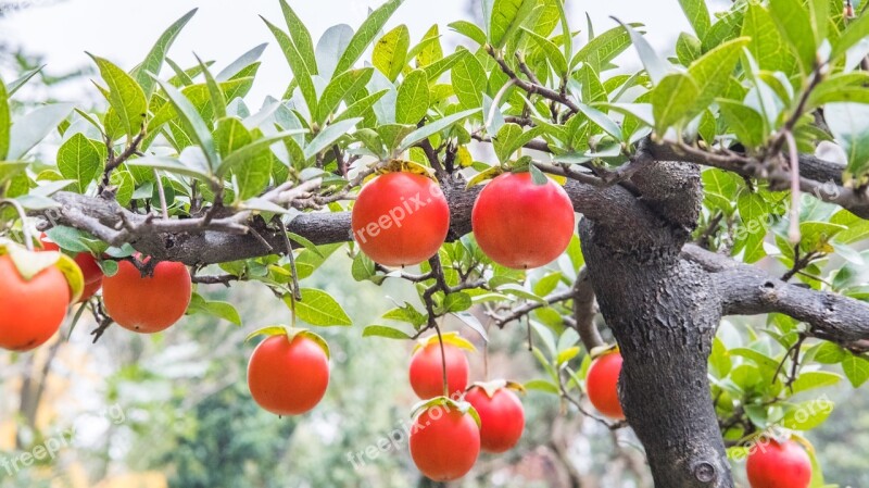 Fruit Potted Plants Bonsai Red Fruits Free Photos