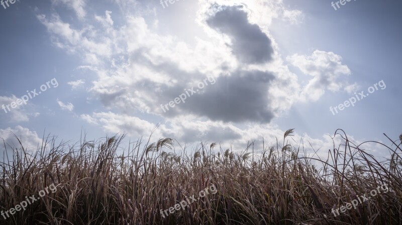 Silver Grass Autumn Nature Reed Plants