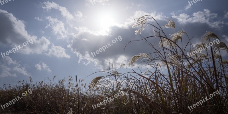 Silver Grass Autumn Nature Reed Plants