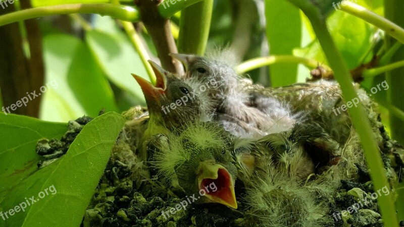 Chicks Bird Petit Chick Nature