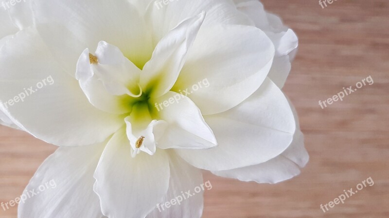 Hippeastrum Flower White Background Bud