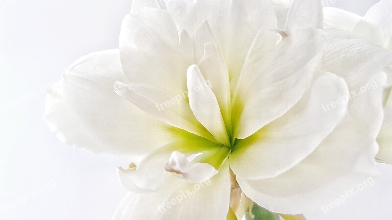 Hippeastrum Flower White Background Bud