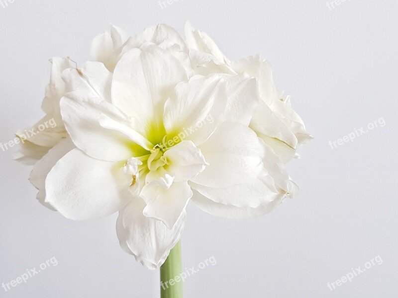 Hippeastrum Flower White Background Bud