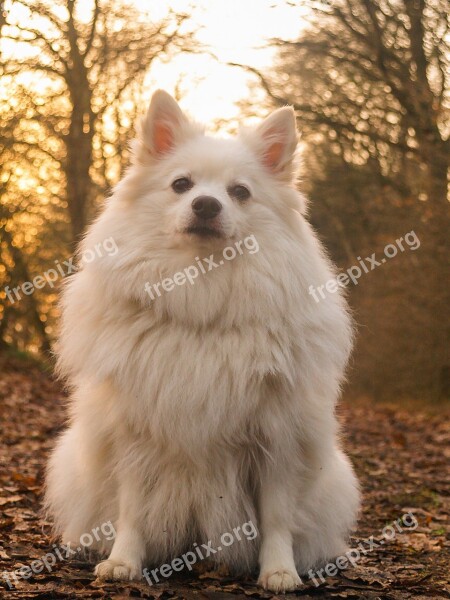 Dog Spitz Forest Cute Animal