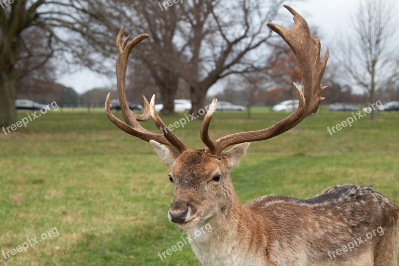 Deer Animal Green Prado Grass