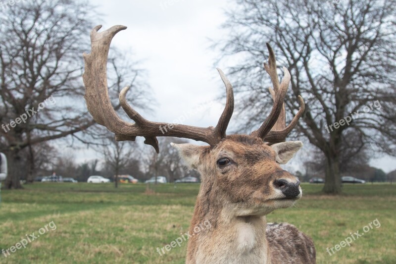 Deer Animal Green Prado Grass