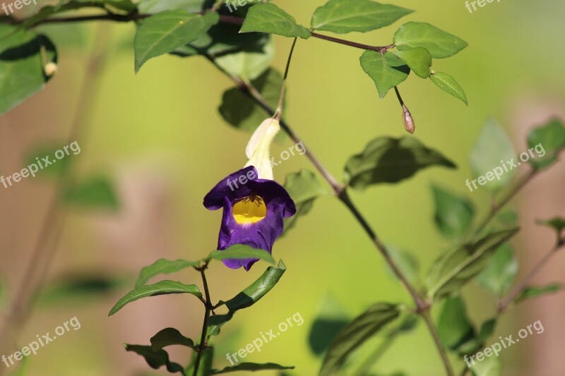 Flower Hd Background Background Nature Leaf