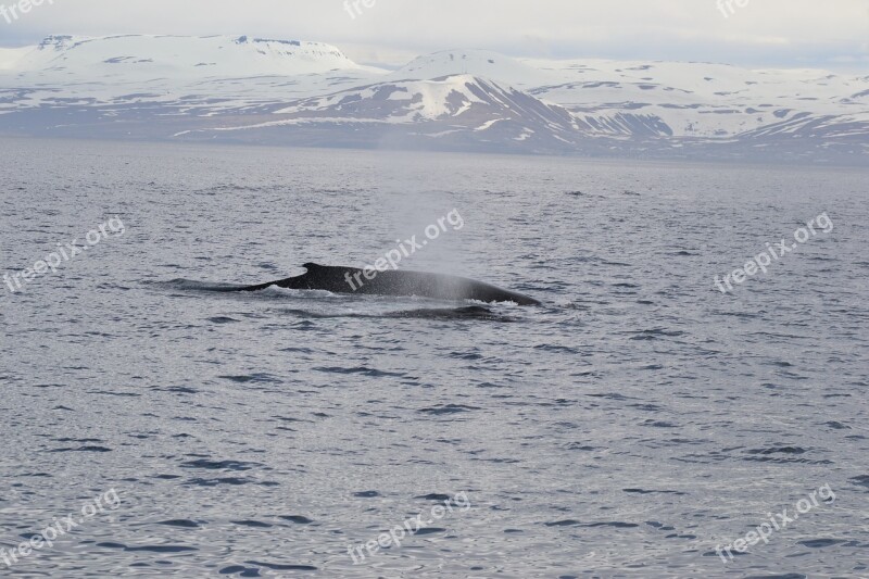 Iceland Kit Ocean Sea Humpback