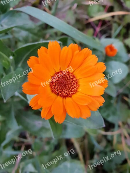 Orange Flower Calendula Free Photos