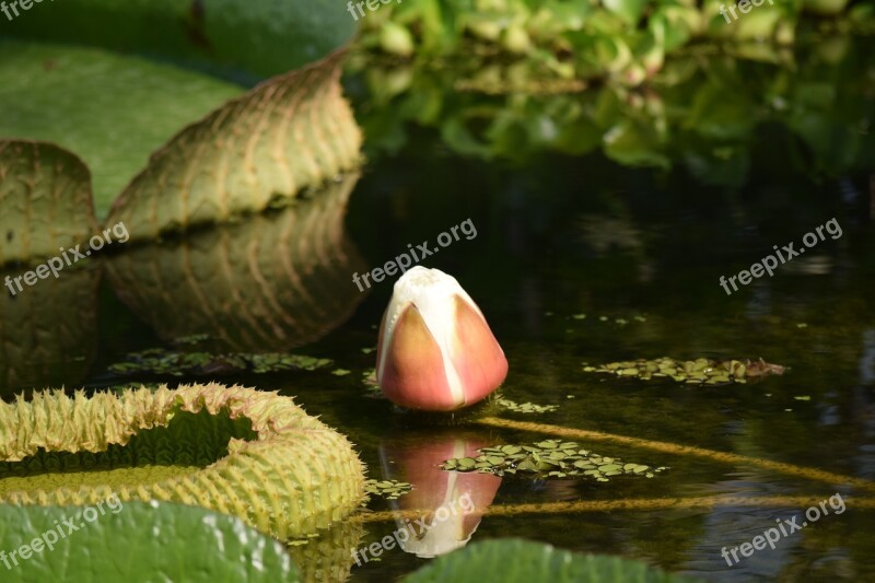 Water Lily Flower Buds Flower Plant Open