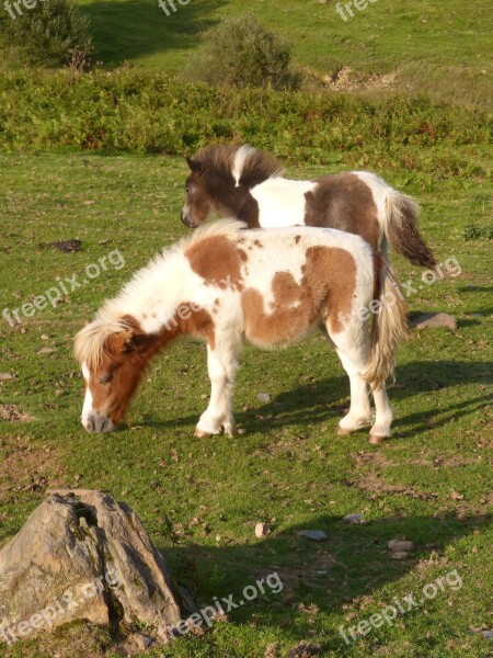 Ponies Pony Pacer Pasture Grass