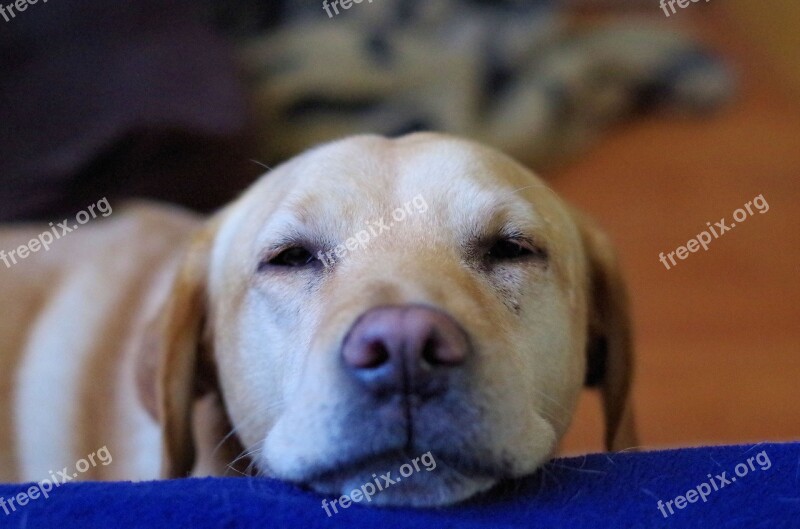 Labrador Dog Thoughtful Snout Head