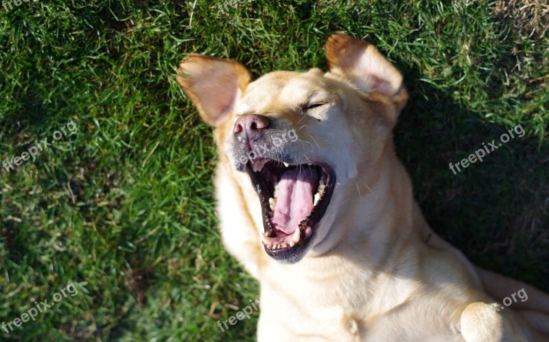 Labrador Dog Funny Laughing Pet