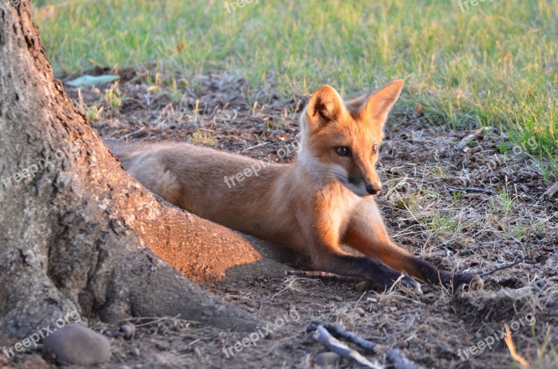 Fox Kit Tree Nature Predators