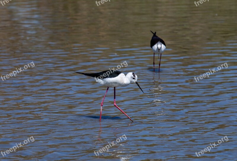 Black-winged Stilt Birds Wader Free Photos