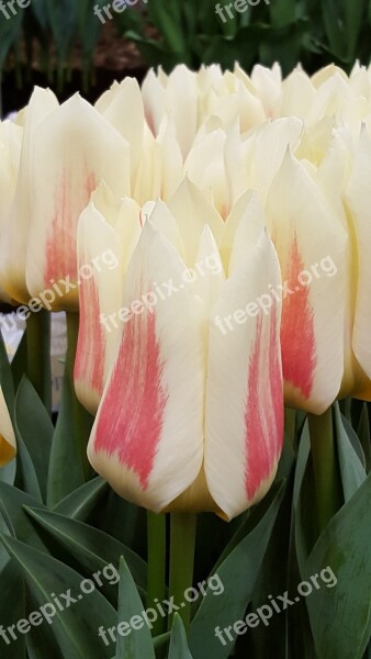 White And Pink Flower Tulip Free Photos