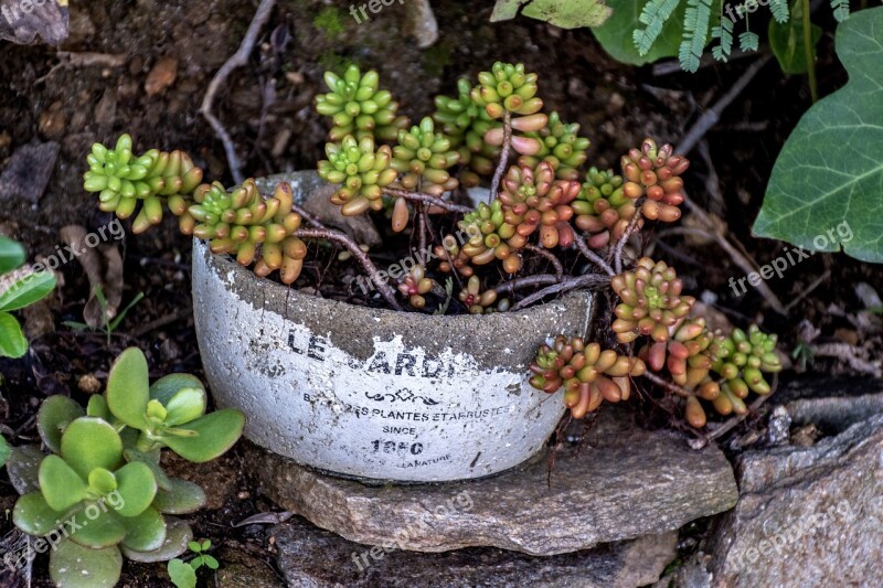 Plant Garden Decor Potted Plant Greenery Stone