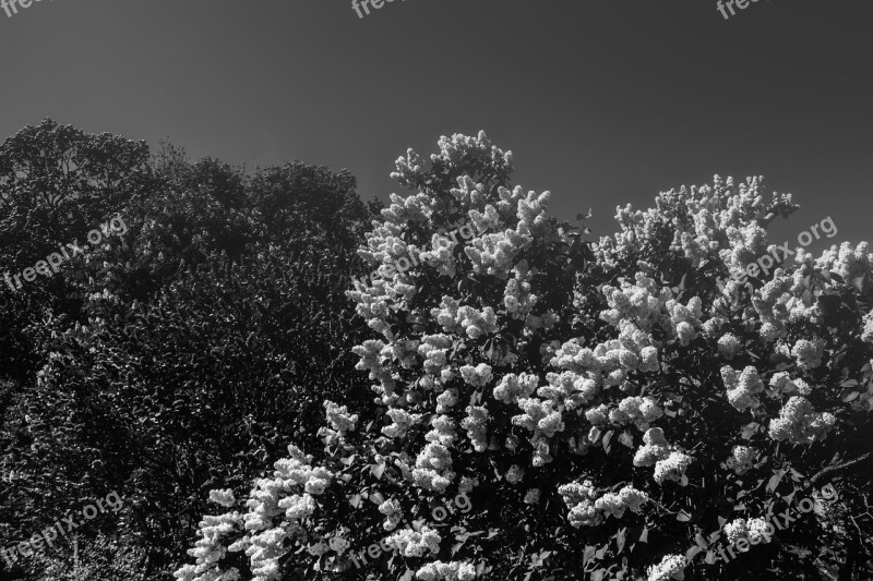 Trees Flowers Lilacs Bloom Nature