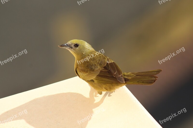 Sanhaçu-do-coqueiro Birds Bird Animal Nature