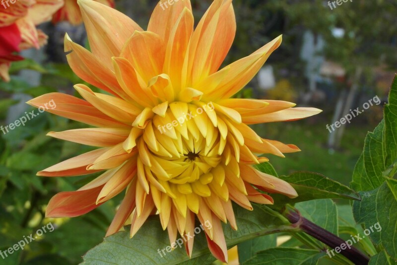 Dalia Flower Orange Petals Garden