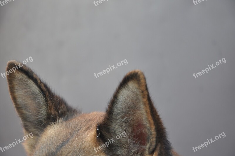 Dog Ears Background German Shepherd Attention