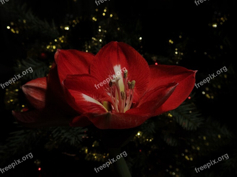 Hippeastrum Red Pearl Amaryllis Plant Knights Star Amaryllis Red