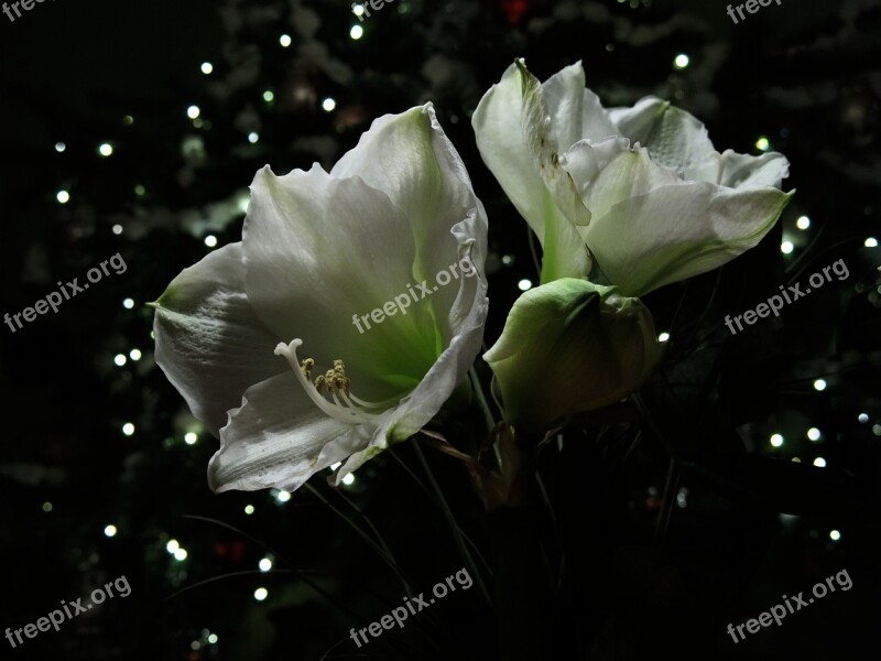 Amaryllis Plant Hippeastrum Intokasie Knights Star Amaryllis Plant