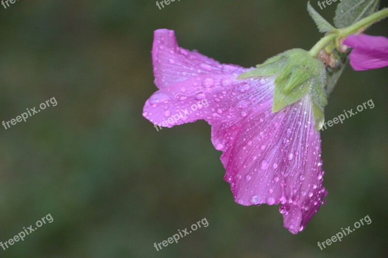 Pink Hollyhock Flower Summer Floral