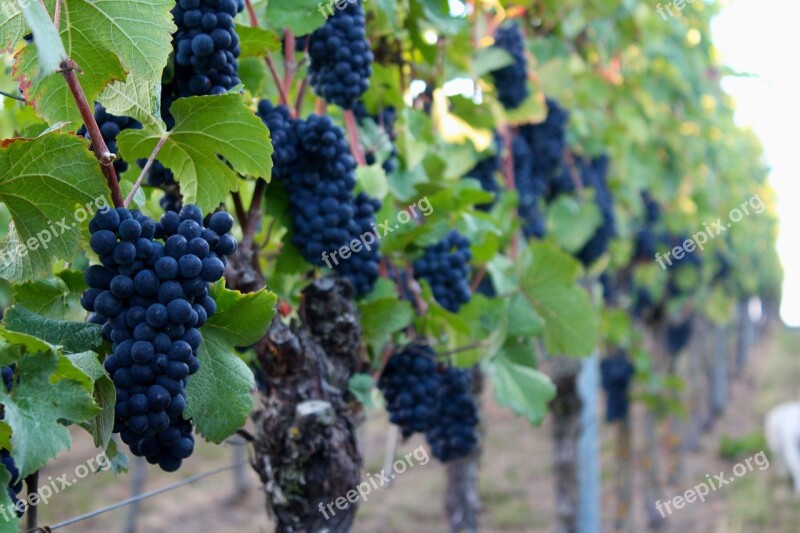 Grapes Grape Harvest Autumn Grapevine Nature