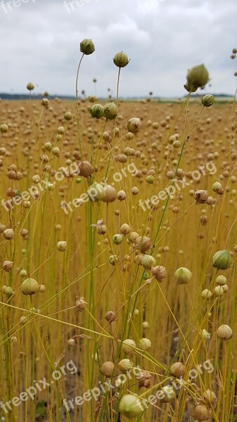 Linen Flax Field Arable Linseed Oil