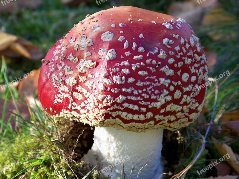 Fly Agaric Agaricum Rotweiss Close Up High Moor