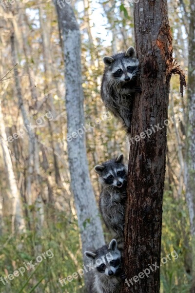 Raccoons Nola New Orleans Swamp Nature