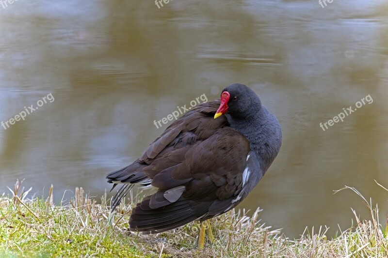 Common Moorhen Moorhen Water Bird Bird Pond