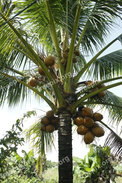 Tree Coconut Coconut The Garden Sad Coconut Free Photos