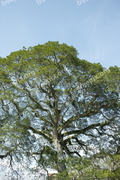 Tree Ancient Tree Moss Sky Free Photos