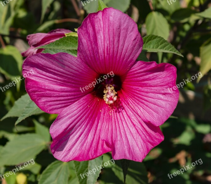 Flower Hibiscus Tropic Floral Garden