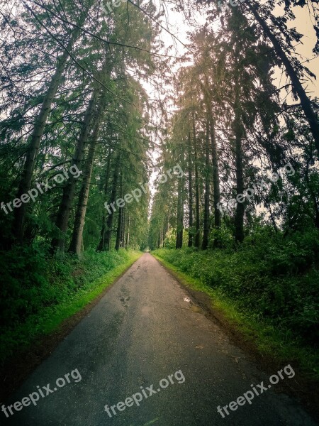 Forest Vertical Landscape Nature Trees