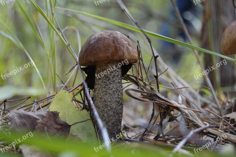 Mushroom Edible Forests Nature In The Fall Of