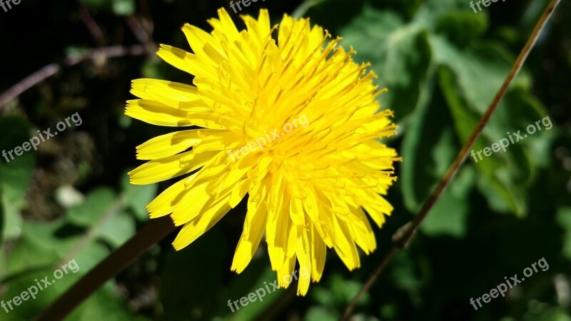 Biodiversity Navarrevisca Flowers Free Photos