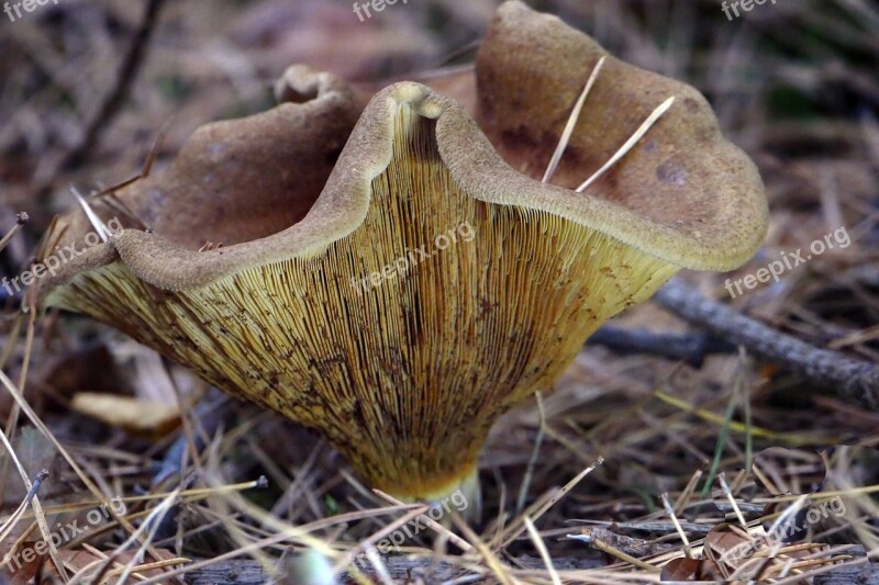 Mushroom Forest Autumn Forest Floor Fall Colors