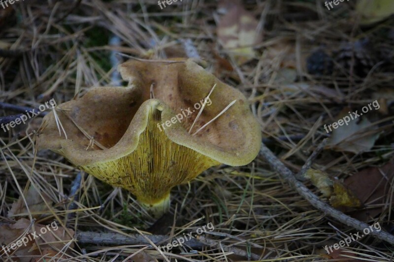 Mushroom Forest Autumn Forest Floor Fall Colors