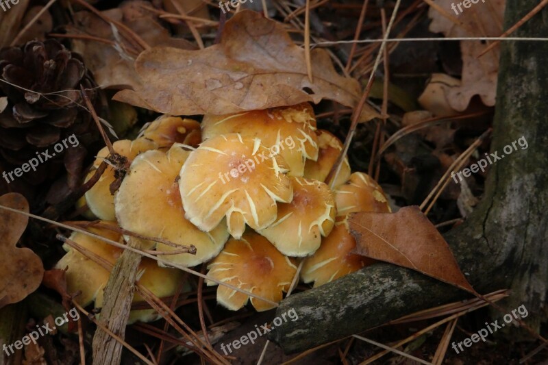 Mushroom Forest Autumn Nature Forest Floor