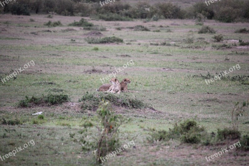 Cheetah Africa Safari Free Photos