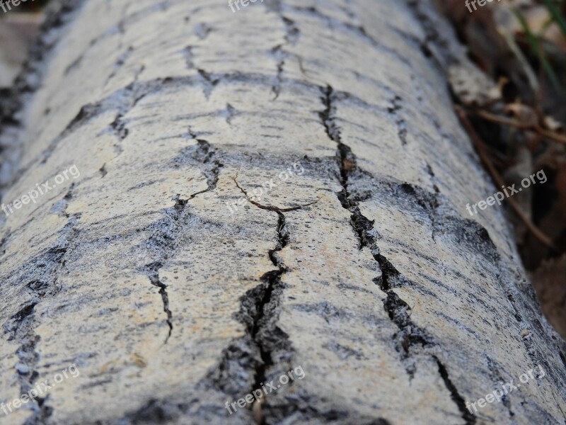 Tree Trunk Texture Wood Cracks