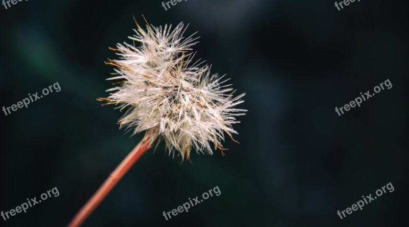 Dandelion Dandelion Clock Plant Clock Flower