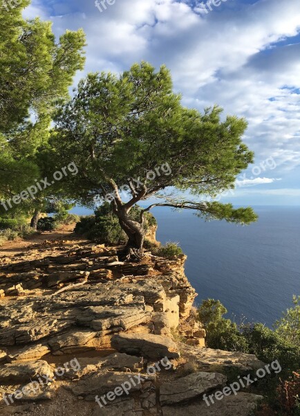 Sea South Of France Tree Steep Stones